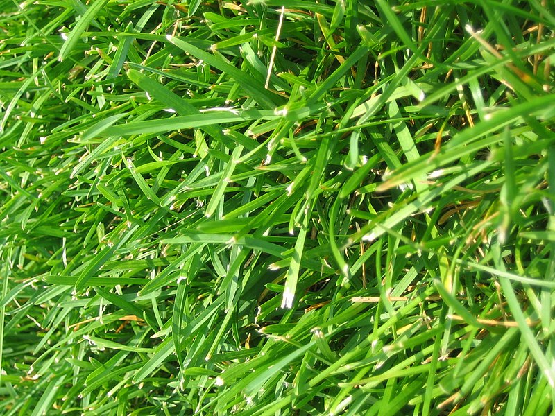 Green, Green Grass of Home - Wikipedia