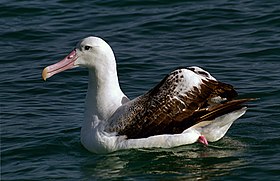 Wandering Albatross. NZ (36386082742).jpg