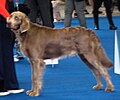 Weimaraner, Long-haired