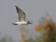 Whiskered tern in Kolleru Lake, Andhra Pradesh Whiskered Tern (Chlidonias hybridus) in Kolleru, AP W IMG 4060.jpg