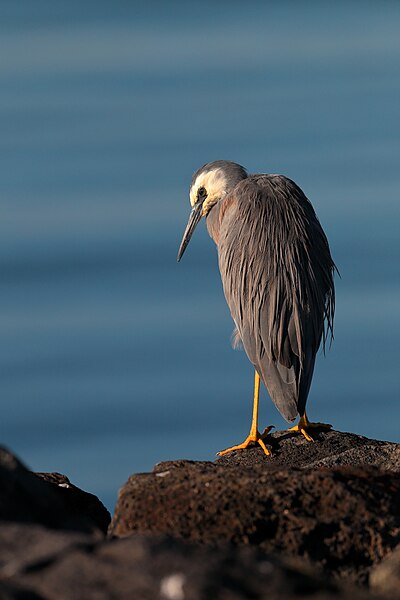 File:White-faced Heron (24019362259).jpg