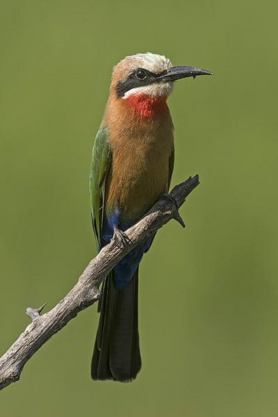 File:White-fronted bee-eater (Merops bullockoides) Zimbabwe.jpg