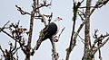 White-headed Pigeon (Columba leucomela) (31325752556).jpg