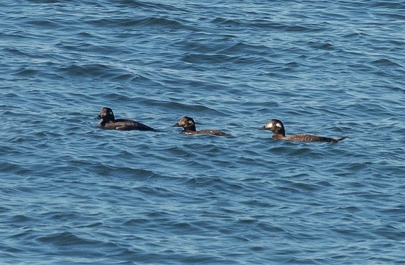 White-winged scoters at Bush Terminal Park