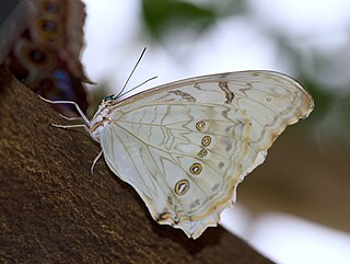 <i>Morpho polyphemus</i> Species of butterfly