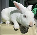 White domesticated rabbits in the Philippines 03