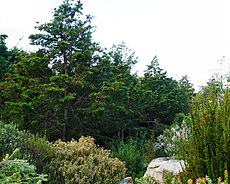 Widdringtonia nodiflora - Mountain cypress.JPG