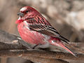 rózsás pirók (Carpodacus roseus)