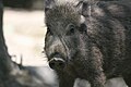 * Nomination Wild Boar piglet Portrait. My Argument: Very cute, nice mood and good details. --Makro Freak 13:59, 29 May 2007 (UTC) * Decline Visible noise at a too low resolution. -- Ram-Man 12:49, 30 May 2007 (UTC)