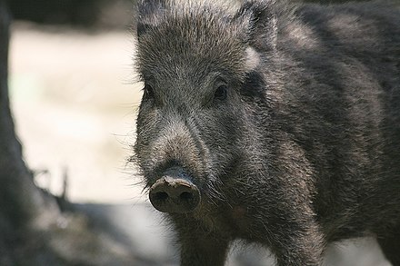 A wild boar