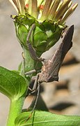 Plant parasite or micropredator: a coreid bug sucking plant sap