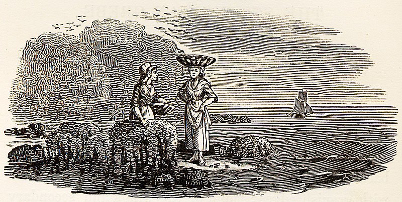 File:Women Collecting Shellfish tail-piece in Bewick British Birds 1804.jpg