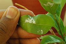 Wooly aphidson jasmine plant.jpg