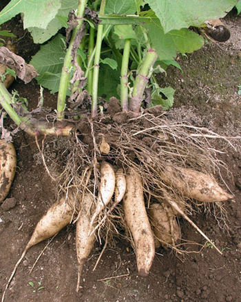 The tuberous roots of the yacón plant (Smallan...