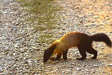 Yellow-throated marten in Jim Corbett Tiger Reserve Yellow-throated marten from Corbett Tiger Reserve.jpg