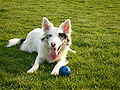 Blue homozygous merle: extensive white