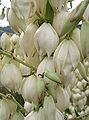 Yucca gloriosa2.jpg