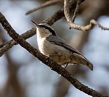 Yunnan nuthatch.jpg