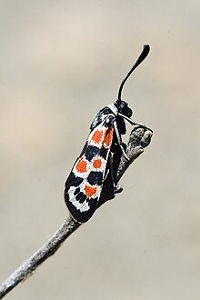 Zygaena oksitanica1.jpg