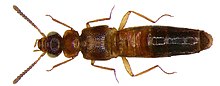 Zyras tsavicola Pace, 2008. (4019482868) .jpg