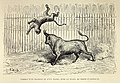 "Combat d'un taureau et d'un tigre, dans la Plaza de Toros d'Aranjuez" (19316096443).jpg