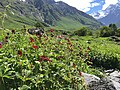 "Flowers Blossom At valley of flowers Chamoli, India" 34.jpg