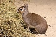 Chacoan mara Chakoanskaia, ili chakskaia, ili malaia mara (Dolichotis salinicola), Chacoan mara, Kleiner Mara, Tierpark Berlin Friedrichsfelde, 10.2012.jpg