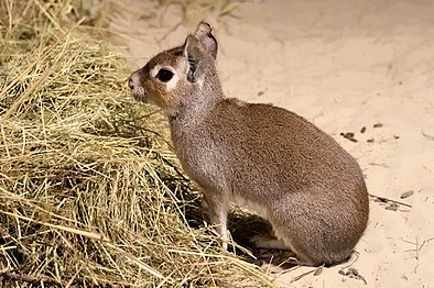 Photo d'un cobaye halophile (Dolichotis salinicola)[14].