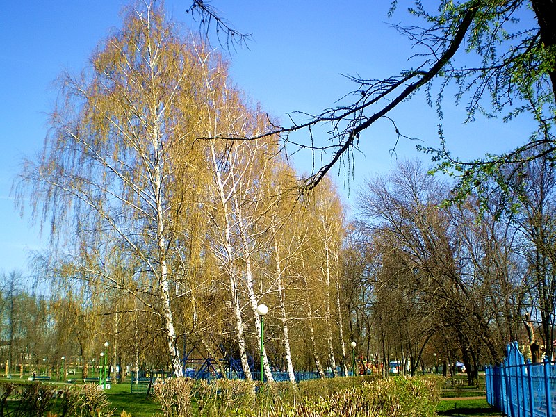 File:Шэраг бяроз - panoramio.jpg