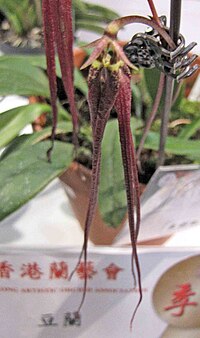 紅絲帶豆蘭 Bulbophyllum plumatum -香港沙田洋蘭展 Shatin Orchid Show, Hong Kong- (16757350228).jpg