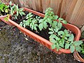 -2018-07-13 Varity 'Sub Arctic Plenty' Tomato Plants, Trimingham.JPG