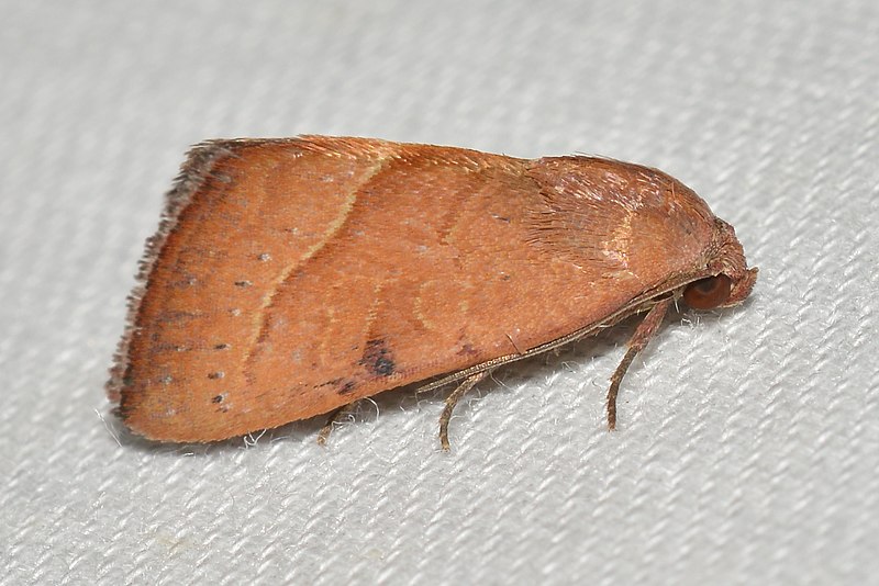 File:- 9688 – Galgula partita – Wedgling Moth (48356484941).jpg