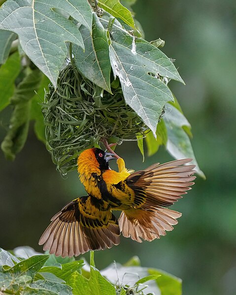 File:002 Black-headed weaver building its nest at Kibale forest National Park Photo by Giles Laurent.jpg