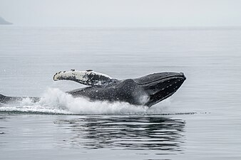 Baleine à bosse sautant en l’air et éclaboussant l’eau à Ísafjarðardjúp (Islande). Les raisons pour lesquelles les baleines sautent hors de l’eau sont encore inconnues aujourd'hui. Selon certaines hypothèses, le saut est pratiqué pour communiquer, faire la cour, affirmer sa domination, avertir d'un danger, éliminer les parasites de la peau ou jouer.