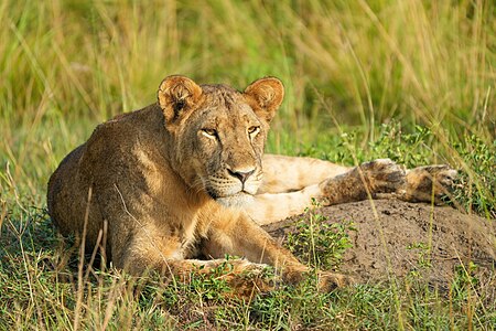 048 Lioness during golden hour of the morning at Queen Elizabeth National Park Photo by Giles Laurent