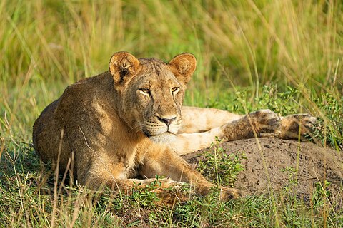 Lioness during golden hour of the morning at Queen Elizabeth National Park