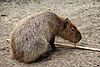 0 Hydrochoerus hydrochaeris - kapybara (1) .JPG