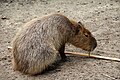 0 Hydrochoerus hydrochaeris - Capybara (1).JPG