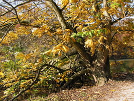 Pterocarya fraxinifolia