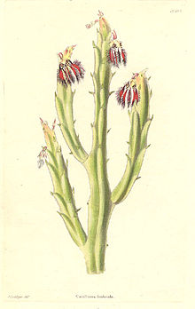 18464. асклепиадовые - Caralluma fimbriata.jpg