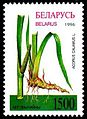 Kalmus (Acorus calamus)