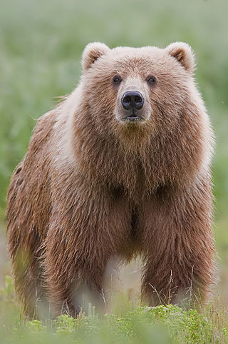 <span class="mw-page-title-main">Kodiak bear</span> Largest subspecies of Brown Bears/Grizzly Bears