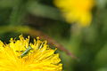 * Nomination Orthoptera sp. on a Taraxacum sp. flower. --ComputerHotline 17:58, 21 April 2011 (UTC) * Decline  Comment needs id. --Quartl 20:50, 23 April 2011 (UTC) main object too small --Mbdortmund 15:05, 30 April 2011 (UTC)