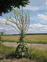 Flowering plant; Oftersheim, Rhein-Neckar-Kreis, Deutschland