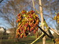 Miniatura para Arboretum Chocha