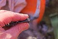 2016-02-18 165617 a claw of a scua chick IMG 5116.jpg