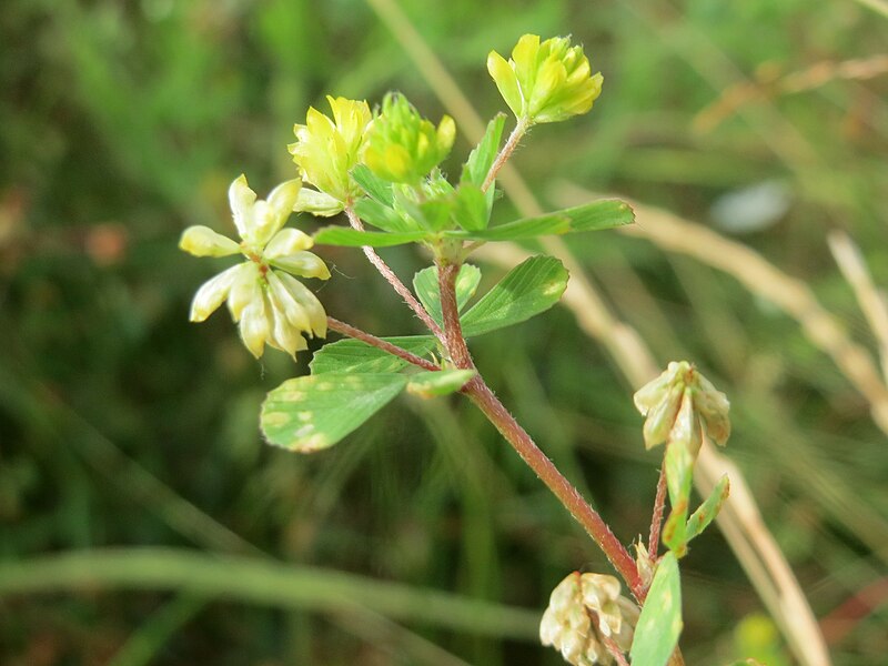 File:20160711Trifolium dubium6.jpg