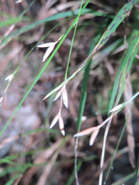 File:20160911Melica uniflora3.jpg