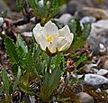 Weiße Silberwurz - Dryas octopetala