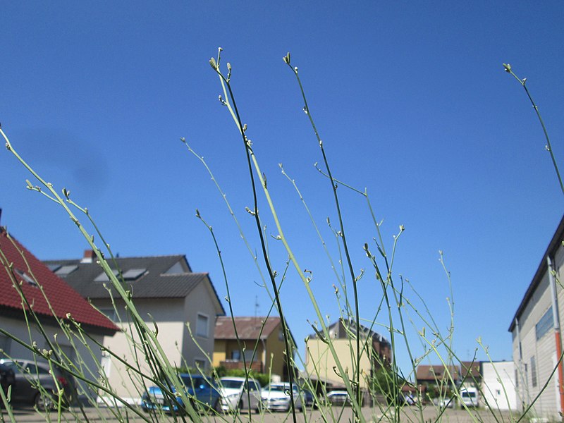 File:20190627Chondrilla juncea4.jpg